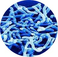 Bifidobacterium longlum.
