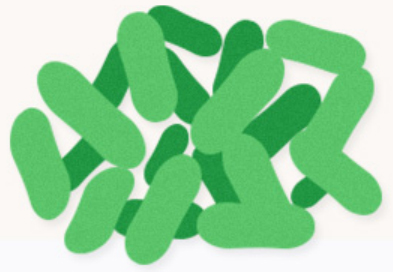 I probiotici composti migliorano l'immunità in polvere 