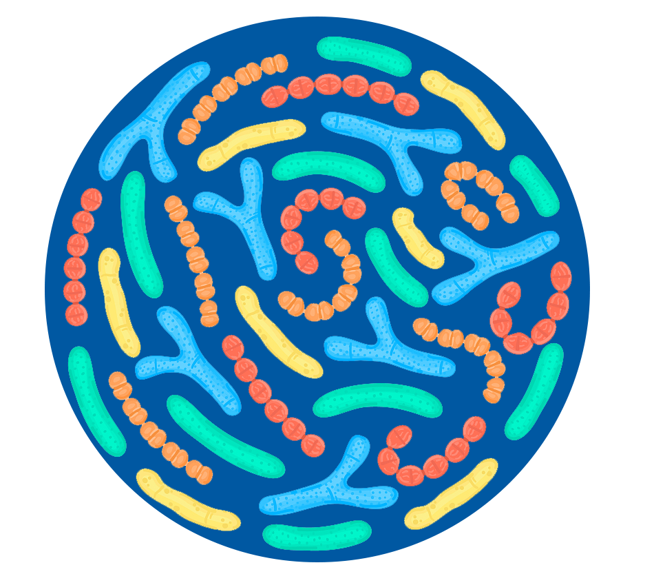 Anti-Helicobacter Pylori Premix probiotici in polvere per adulti