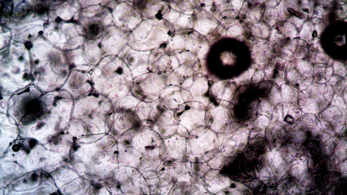 Cos'è la pectina in biologia