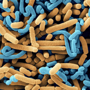 Monoostrain Probiotici in polvere Lactobacillus fermentum in industria alimentare per frutta succo di frutta
