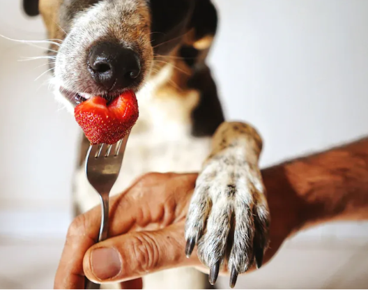 i cani possono avere la pectina?