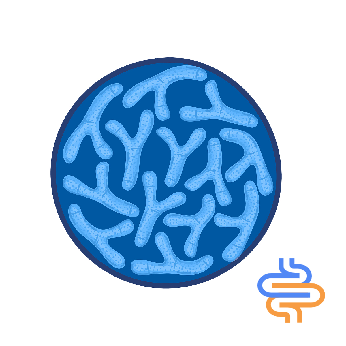 Food Grade singolo Probiorics Bifidobacterium breve Polvere