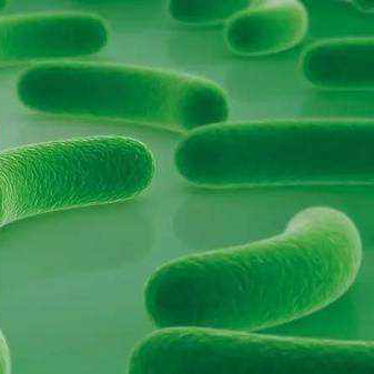 MONOSTRAIN Probiotics Polvere Food Grade Lactobacillus Acidophilus